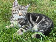 Süße Katzenbabys / Babykatzen / Kitten - Mintraching