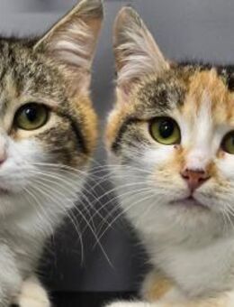 LOTTE&LUISE - zwei Herzenskatzen! - Sulzbach-Laufen