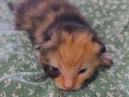 EKH Kitten Glückskatzen Babykatzen - Dörverden