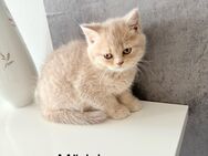 4 BkH Kitten 12w alt - Bremen