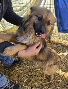 Carlo - verschmust und freundlich - Westerholt