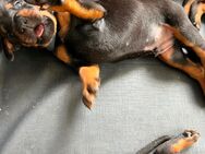 Dobermann Welpen - Gersheim