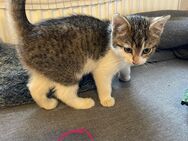 Kleine Katze sucht eine liebe Familie - Brehme