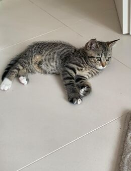 Unser zuckersüßer kleiner Kater sucht ein liebevolles Zuhause - Köln