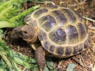 Steppenschildkröte - NZ24, Vierzehenschildkröte - Heideland (Thüringen)