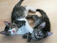 Katzenkinder, Katzenbabys, Kitten in 24326