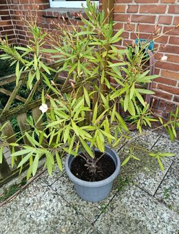 Oleander elfenbein - Barsinghausen