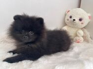 Pomeranian Zwergspitz Welpe reinrassig rüde - Weiden (Oberpfalz)