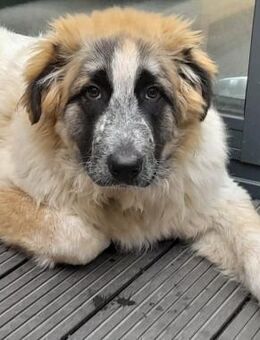 PAULE - ein ganz besonderer Notfall..... - Kempen