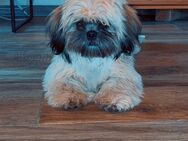 Shih-Tzu Junghund sucht neues zu Hause - Unterlüß