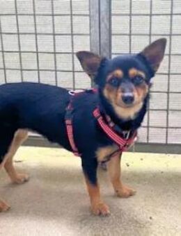 LUCY - ein kleiner Sonnenschein - Regensburg