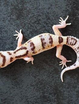 Leopardgecko 2025 Männchen Weibchen verschieden Farben - Berlin