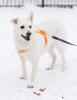 CAPRICE sucht ruhiges ländlicher Zuhaus - Mainhardt