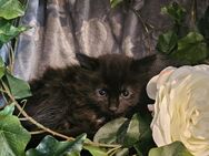 Kitten - Lebach