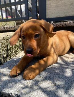 Hallo ich bin Stevie! Labrador Welpe foxred - Hofbieber