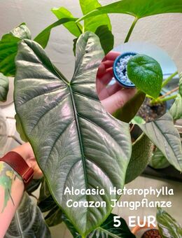 Alocasia Heterophylla Corazon Jungpflanze - Berlin
