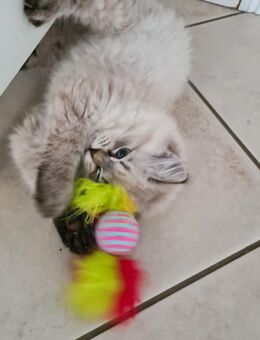 Neva Masquarade Katzenbabys - Hückeswagen (Schloss-Stadt)