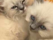 Reinrassige heilige Birma Kitten Katze und Kater 14Wochen alt - Köln