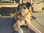 Louis - Toller Rüde auf PS in Peine - Berlin