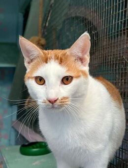 Marmeduke aus dem Tierschutz - Grevenbroich