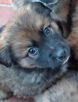 Australian Shepherd und Belgischer Schäferhund babys - Eisleben (Lutherstadt)