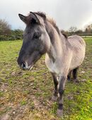 Problem Pony abzugeben in 77933