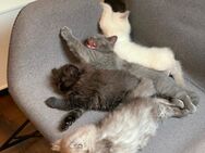 Zuckersüße BKH kitten suchen nein neues Zuhause - Hattorf (Harz)