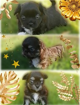 Chihuahua Welpen reinrassig LH - Dobbertin