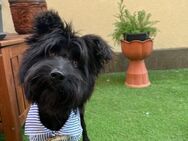 Fieta 1-jähriger Mischling sucht Dich - Kassel