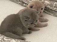 Die Babys sind da! Wunderschöner BKH-Wurf - Reutlingen