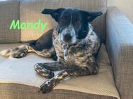 Mandy liebevolle Hündin 04/21 DE - Ruppertsecken