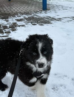verschmuster Australian Shepherd Rüde - Oberhausen