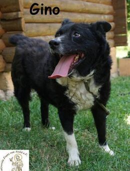 Gino kleiner Hund, der zeigt, dass ... - Kissing