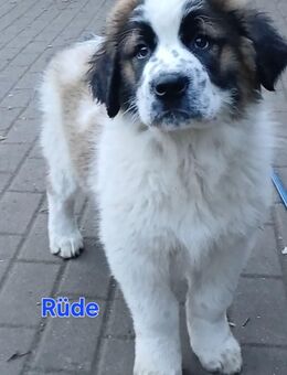 Germanischer Bärenhund Bernhardiner Mix Welpen abzugeben - Wittenberg (Lutherstadt)