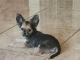 Chihuahuas in 65468