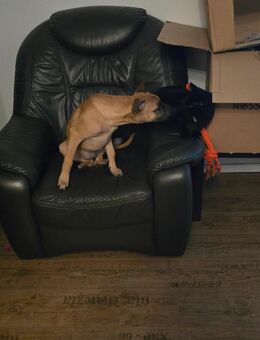 Malinois Welpe Dringend - Issum