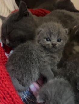 Bkh kitten - Andernach Zentrum