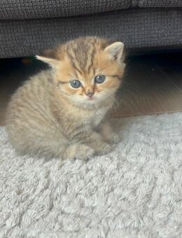 Britisch kurzhaar kitten BKH - Spelle