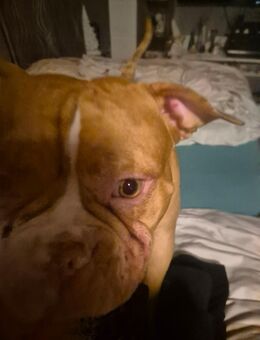 American bully - Braunschweig