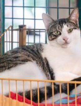 Kater Escuer 2 - mit Handycap - Bochum