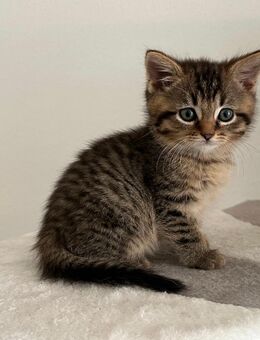 Kitten / Katzenbabys - Bergkirchen