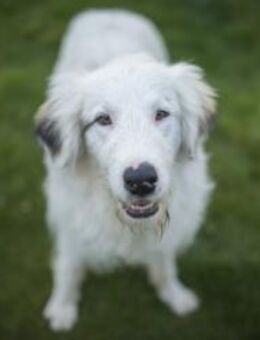 Wer schenkt Elliot ein Zuhause? - München