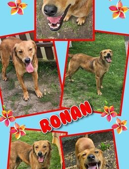 Toller Ronan wartet aufs Happyend! - Nürnberg