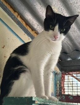 Minnie aus dem Tierschutz - Grevenbroich