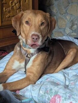 NELLO möchte sein Köfferchen packen - Sehnde