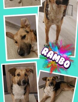 Rambo sucht aktive Familie! - Nürnberg