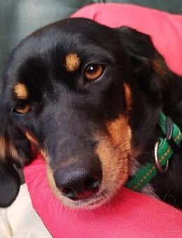 Tolle Peggy sucht sportliche Menschen💖 - Tornesch