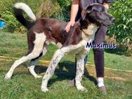 MAXIMUS ❤sucht Zuhause oder Pflegestelle - Langenhagen