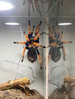 Brachypelma boehmei 0.1 von privat gern mit Terrarium - Böbrach