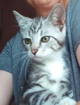 Liebes Katzenbaby Kater - Roigheim